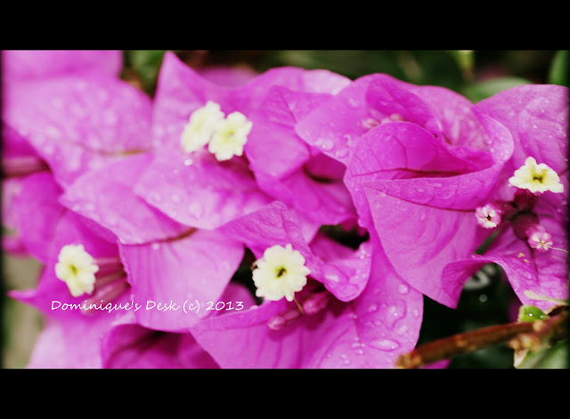 Bougainvilla