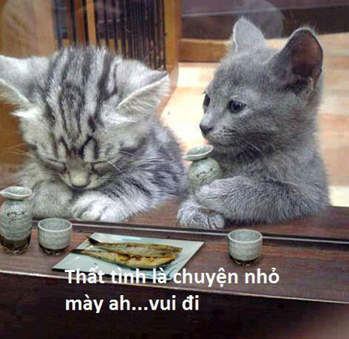 Cười vỡ bụng với ảnh vui chế về Mèo nhà ta Ảnh mèo thật tình cười đau bụng