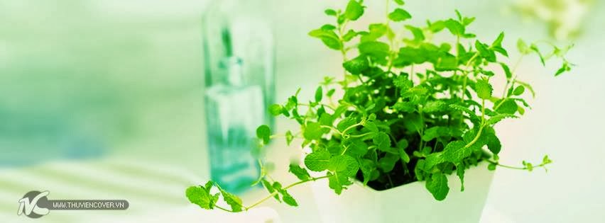 Hình ảnh cây xanh tươi Hình ảnh cây xanh tươi
