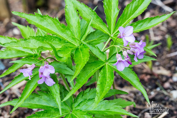 Cardamine pentaphylla Cardamine-pantaphylla-140513-88rm