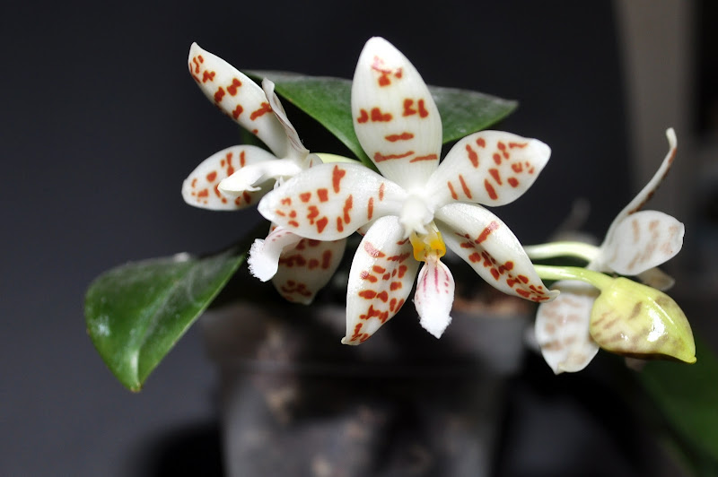 Phalaenopsis sumatrana CSC_0042