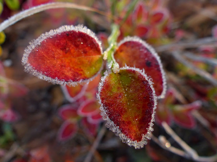 myrtille+givre+326.JPG