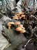 Fungus on the trees