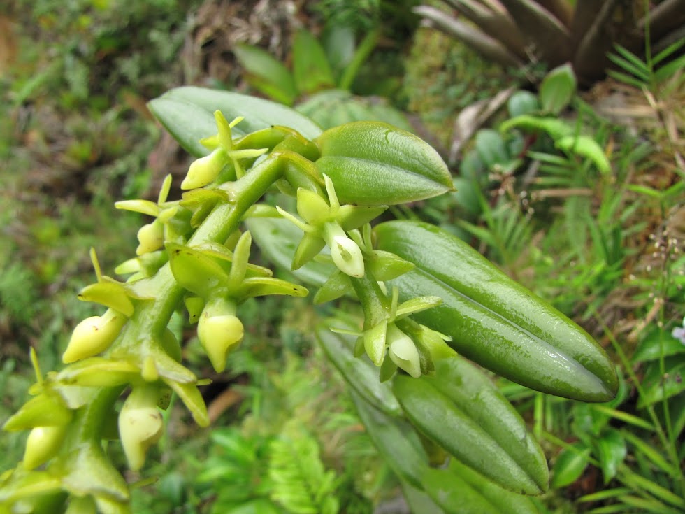 Epidendrum dendrobioides in situ Gouadeloupe+2010+jack+133