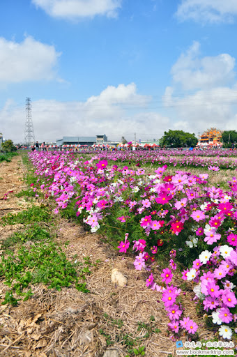 2014小麥文化節 - 百花齊放