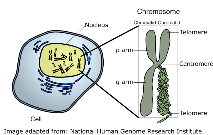 Хромосомы живых клеток. Где находятся хромосомы.
