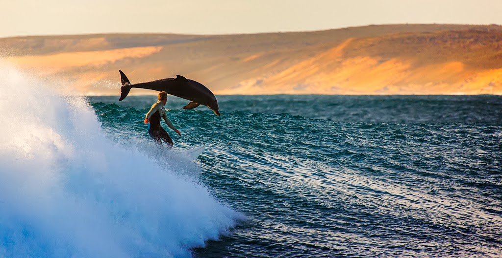 صور التُقطت في الوقت المناسب (Perfect Timing Photos) Dolphin-and-surfer-riding-waves