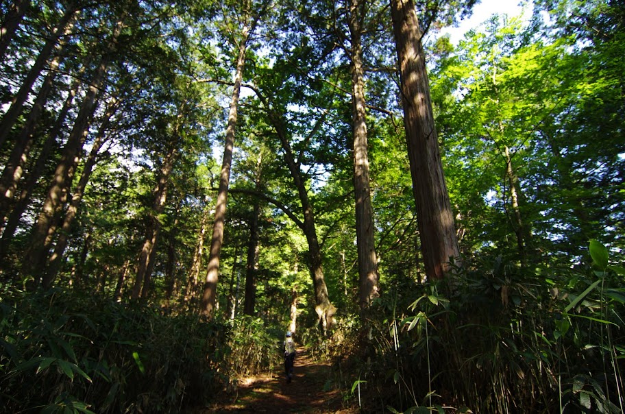 うっそうとした森