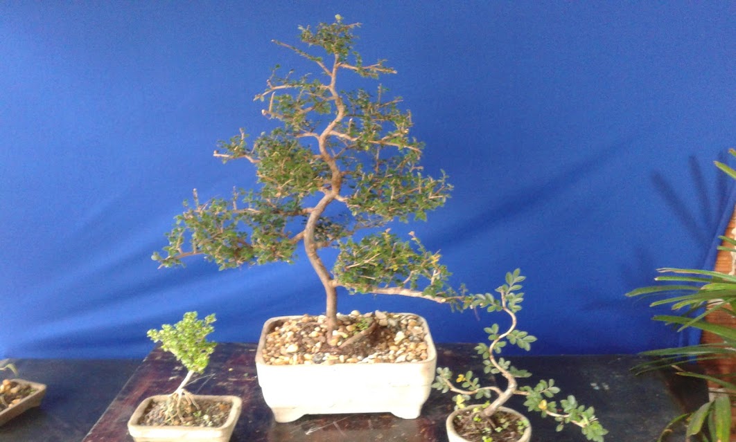 Alguns de meus bonsai ...diversos... 20130322_142117