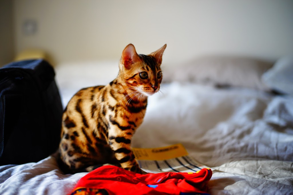 cute bengal cat