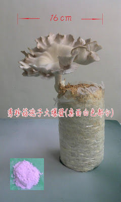 班代傅大哥栽培的秀珍菇孢子大爆發_ 分享