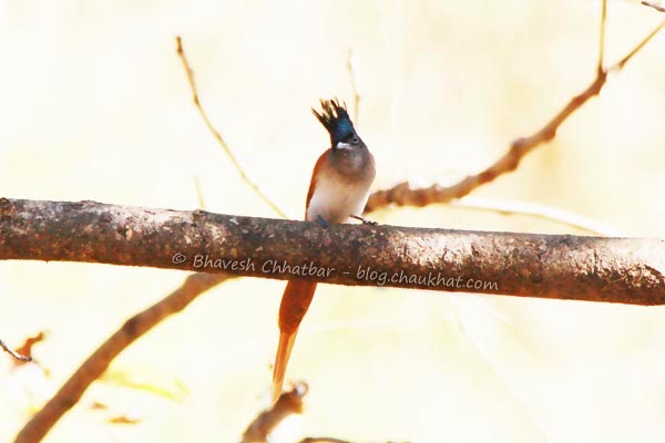 Spike haired Asian Paradise Flycatcher