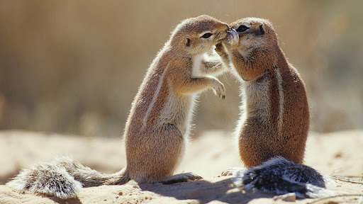 Affectionate Cape Ground Squirrels, South Africa.jpg