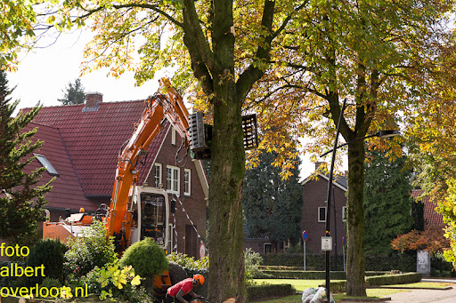 Bomen gekapt Museumlaan in overloon 20-10-2014 (28).jpg