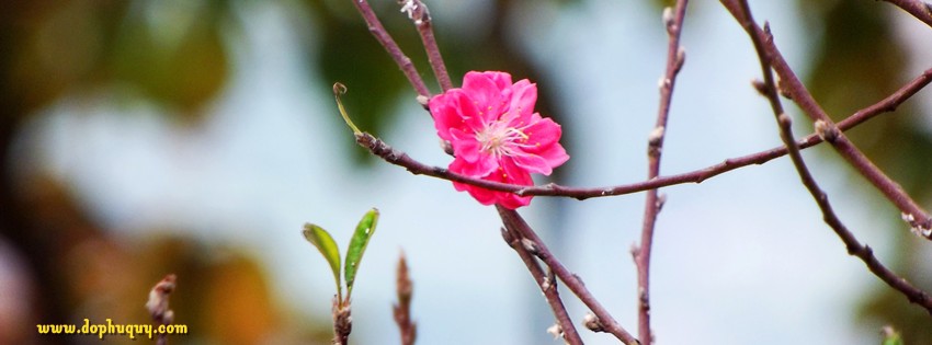 Hoa đào Hoa đào
