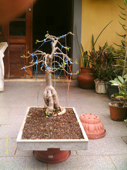 Baobá para treinamento... IMAG0358