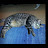 Doug Applegate avatar image