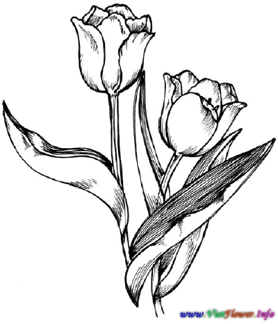 Tranh vẽ hoa tulip 3