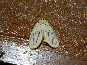 Erebidae, Arctiinae, Lithosiini, Stigmatophora sp