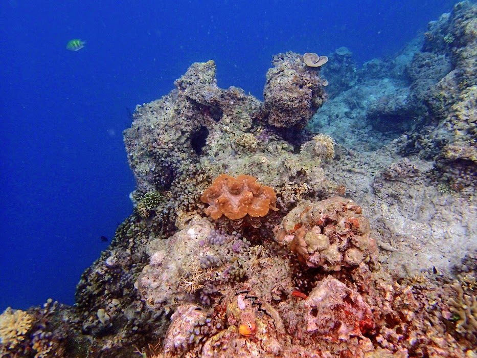 Tridacna Squamosa (Fluted Giant Clam), Miniloc Island Resort reef, Palawan, Philippines.