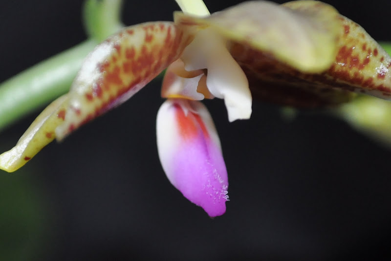 Phalaenopsis Kenanga [Mise à jour photos] CSC_0014