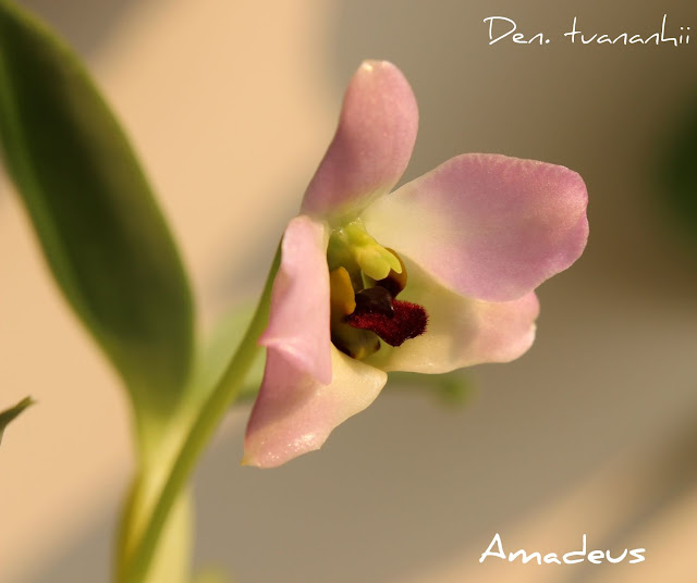 Dendrobium tuananhii IMG_0626