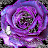 Laurie Dodd avatar image