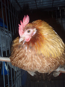 Carolina is our housebird. She doesn't think she's a chicken!