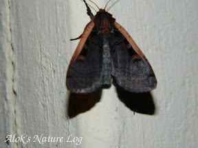 Noctuidae, Noctuinae, Noctuini, Dichagyris sp