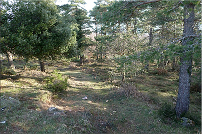 Nos adentramos en el pinar Nos adentramos en el pinar