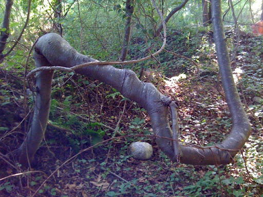 This tree trunk is amazing. Nature finds a way to grow and survive -- no matter what gets in its way! This tree trunk is amazing. Nature finds a way to grow and survive -- no matter what gets in its way!