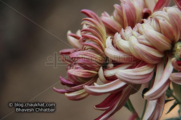 Chrysanthemum flower - Guldaudi flower