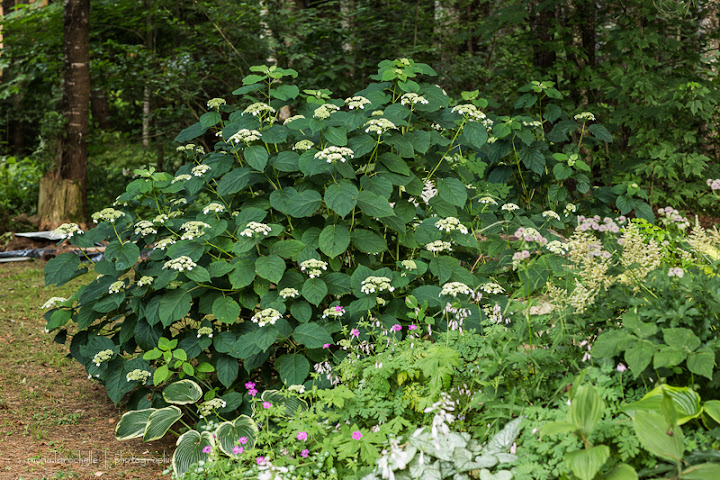 Hydrangea White Dome Hydrangea-white-dome-130723-119rm