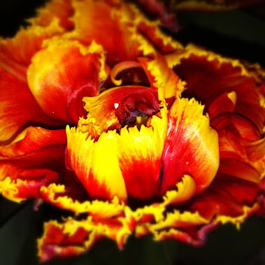 posted image