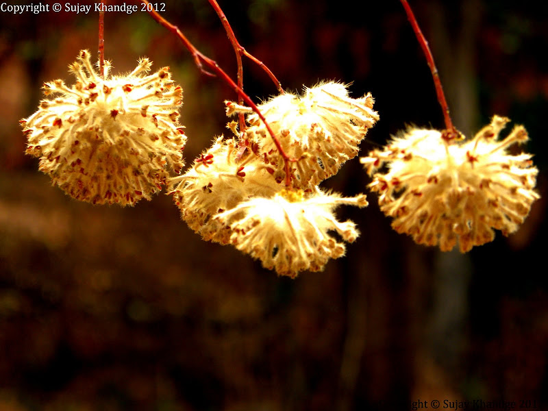 Hanging Flower