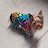 Shellee Stewart avatar image