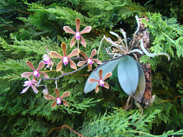 Phalaenopsis braceana n°2 DSC09464