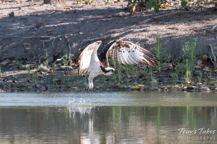 A male Osprey makes a low level flight across a pond in Longmont, Colorado. (© Tony’s Takes)