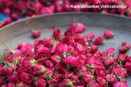 Vishvakarma Flower Shop, विश्वकर्मा काम्प्लेक्स, भाटखेड़ी मेन रोड, Bhatkedi Main Rd, Bhatkhedi Buzurg, Madhya Pradesh 458110, India, Dried_Flower_Shop, state MP