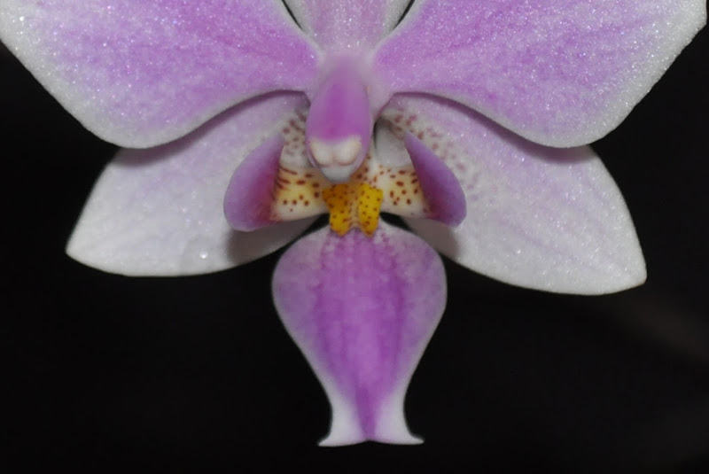 Phalaenopsis Veitchiana [Mise à jour photos] CSC_0133