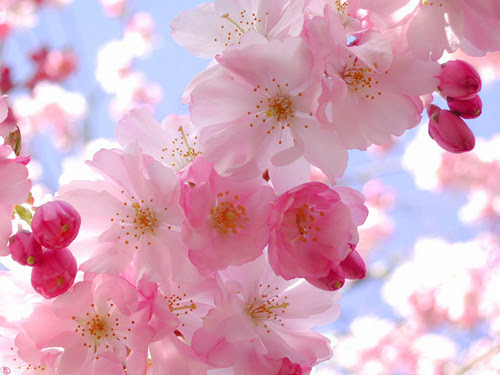Cảnh đẹp hình nền về mùa xuân | Ảnh ý nghĩa Blog