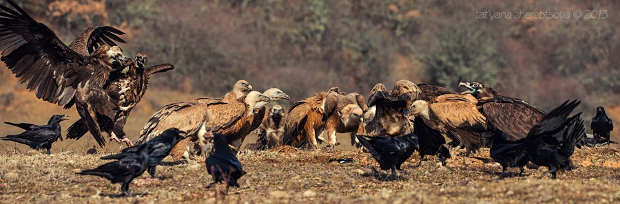 wildlife.crimea.ua