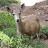 A deer.