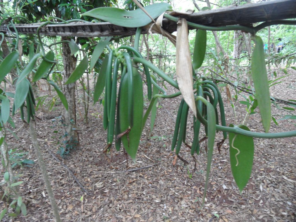 Zanzibar'da asalak vanilyanın çubukları
