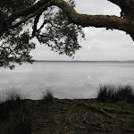 Shoreline at White Tree Bay