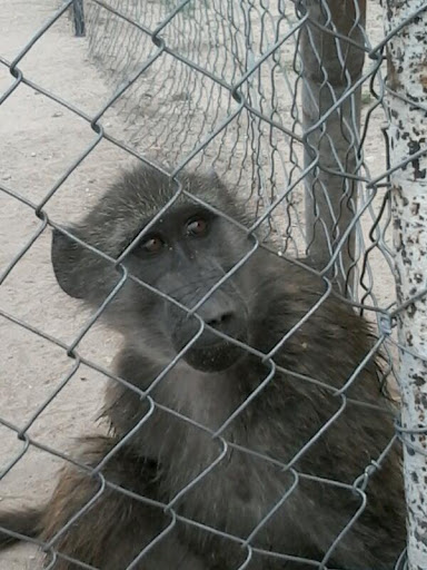 Harnas Wildlife Foundation