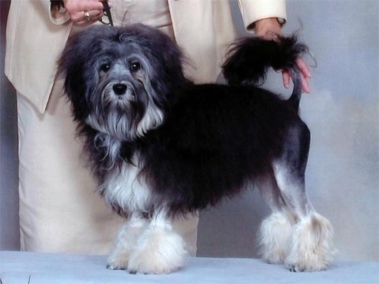 World's most outrageously expensive dogs 8