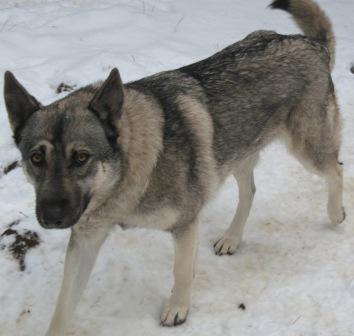Reiko, wolf dog female, enjoying the snow