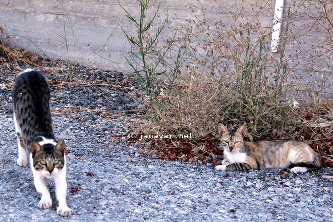Reisen: Fotos von den Katzen auf Kos, Griechenland