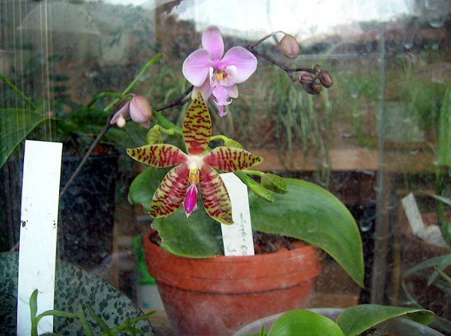 Phalaenopsis Ambomanniana ? DSCN1094ambo